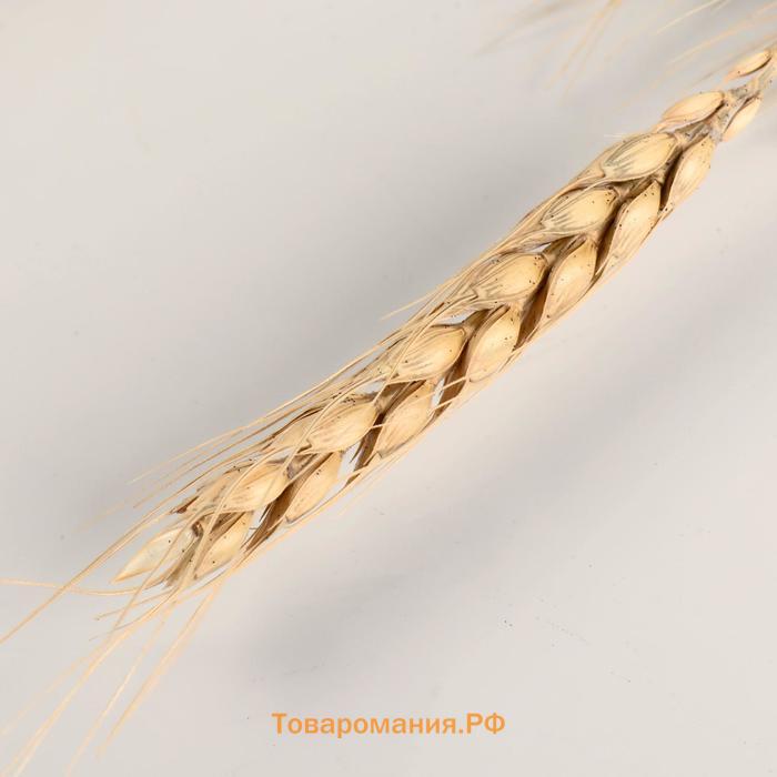 Декор сухоцвет "Пшеница" (набор 10 шт) 60 см, бежевый
